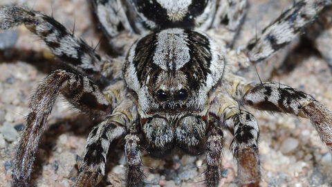 Female Great fox spider