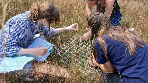 Work experience students surveying plants using a quadrat