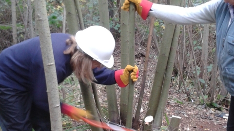 practical skills