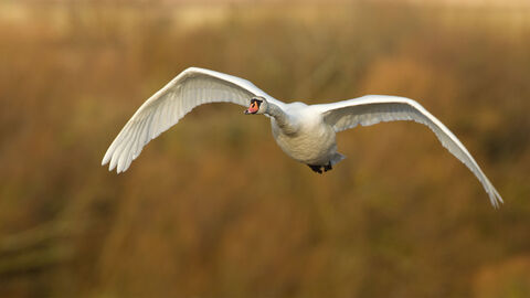 A swan flying low in winter