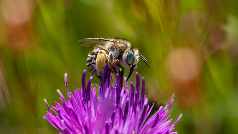 green-eyed flower bee
