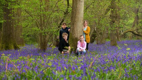 Children in a woodland scene with bluebells
