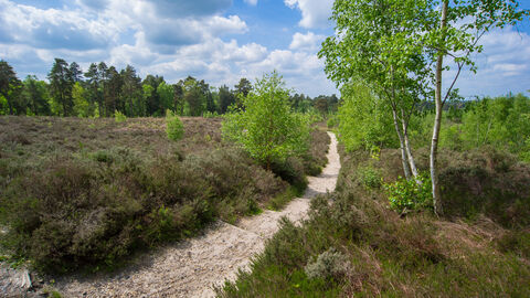 Heathland