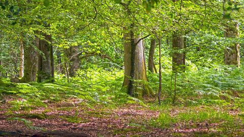 Woodland scene featuring trees and ferns