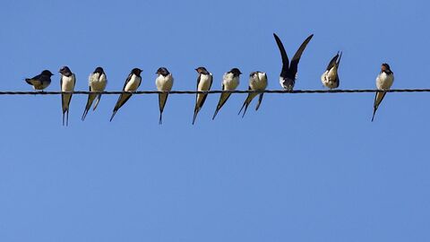 birds on a wire