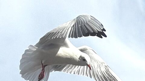 Photography - beginning your wildlife journey