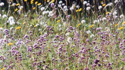 Wildflower meadow at Fraser Down