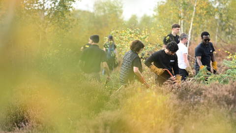 Corporate volunteers on a wild work day removing scrub from heathland
