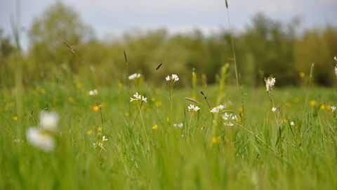 Flowers in grassland