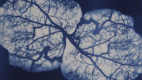 Example of Cyanotype Printing  - a blue silhouette of a tree 