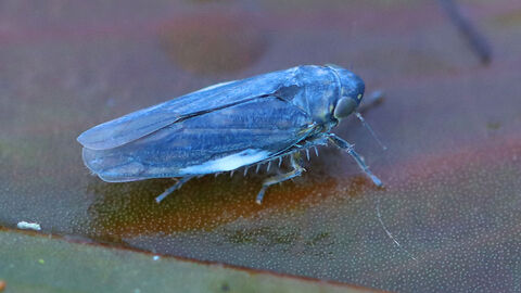 Pondweed Leafhopper