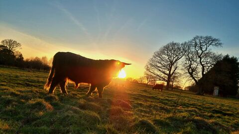 Cow at sunset