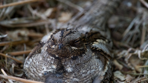 Nightjar