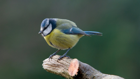 blue tit