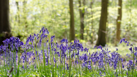 Bluebell wood