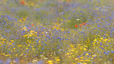 Wildflower margine