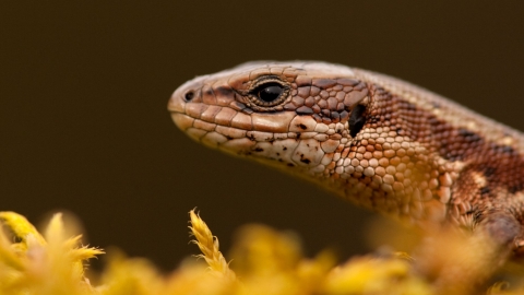 reptiles course