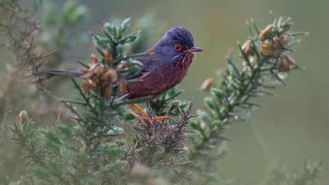 Dartford warbler