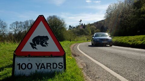 Toad crossing