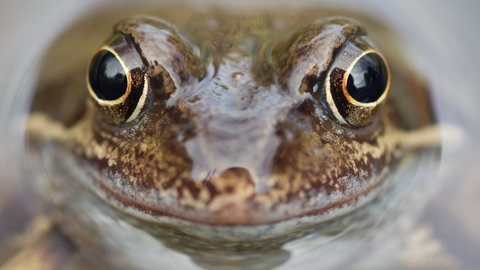Frog in a pond