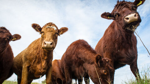 Cattle