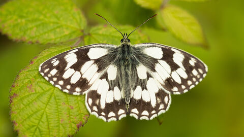 marbled white butterfly 