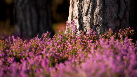 Bell heather on heathland