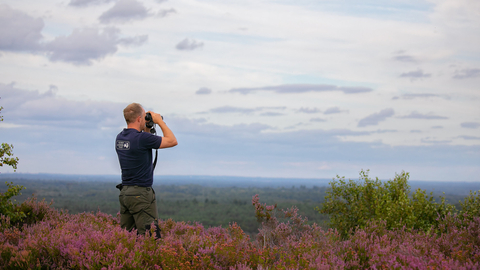 heathland in Surrey