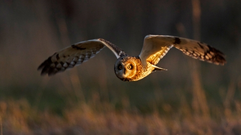 Short eared owl