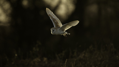 Barn owl