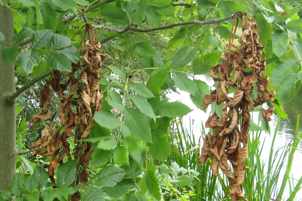Ash dieback Surrey Wildlife Trust