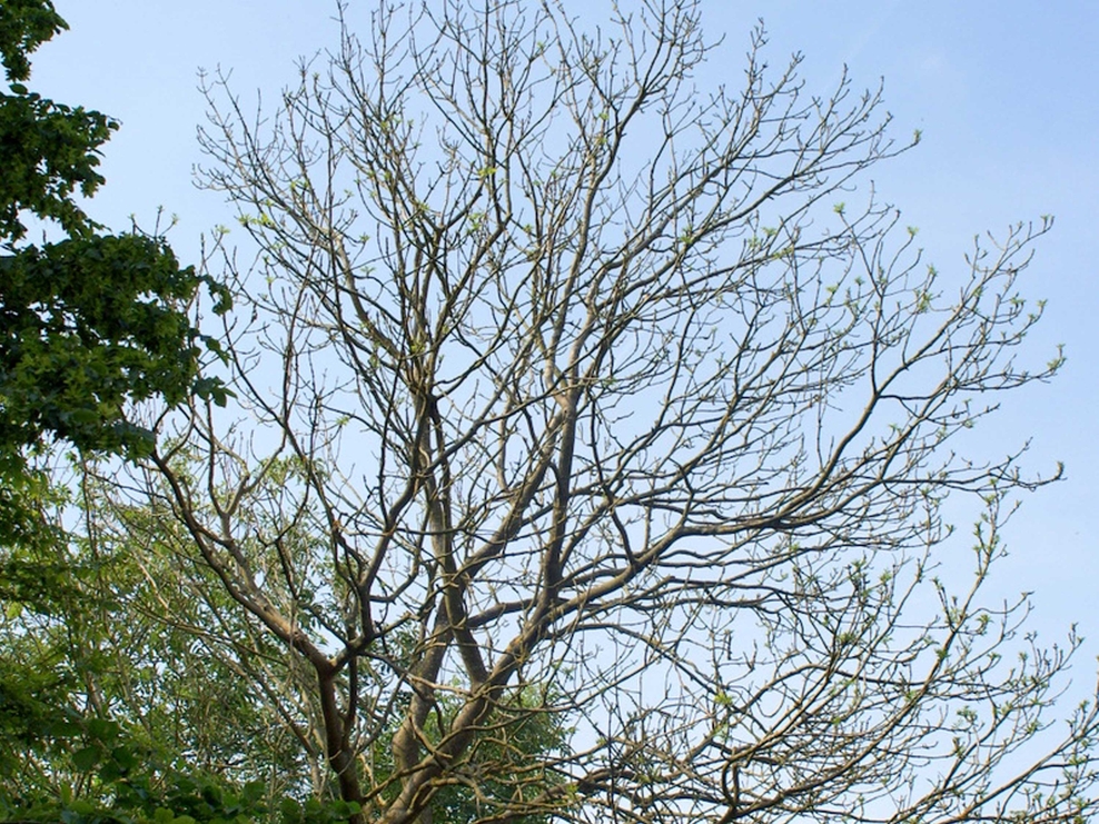 Ash dieback Surrey Wildlife Trust