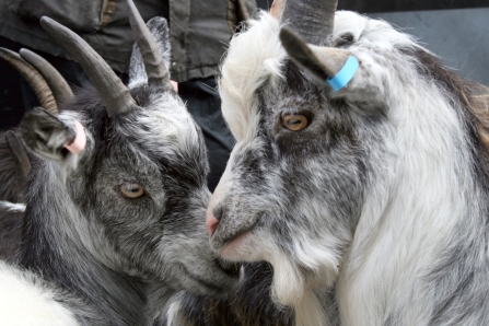 Goats