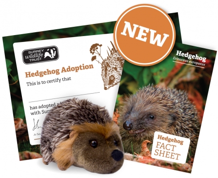 SWT Hedgehog Adoption