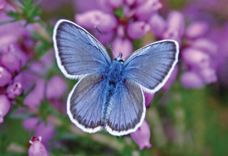 Silver-studded blue butterfly