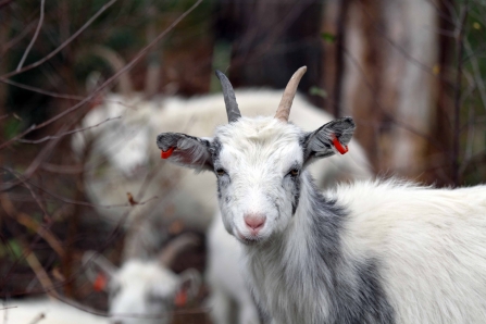 Goat on heathland