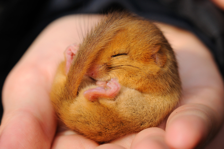 Dormouse in hand