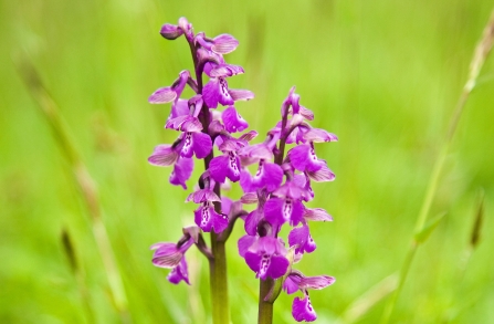 Green winged orchid