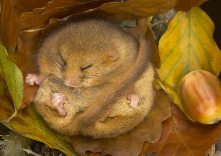 Hibernating dormouse