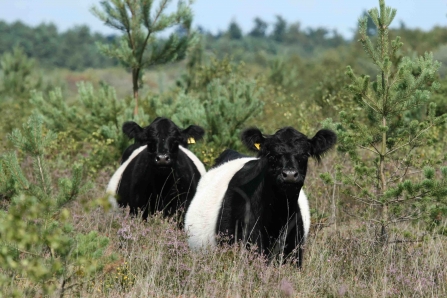 Belted Galloway on heathland