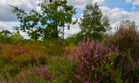 Heathland landscape