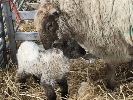 Hill Radnor sheep and lamb