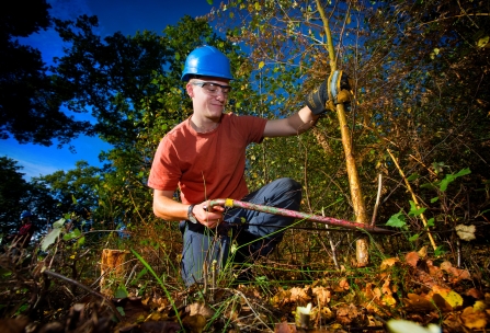 Volunteer cutting scrub