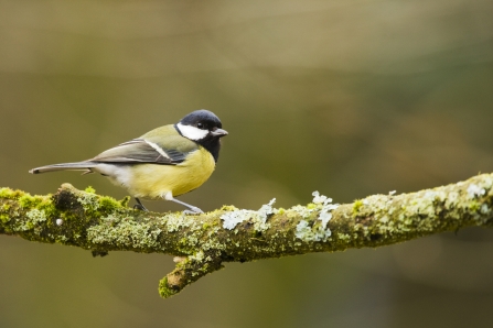 Great tit