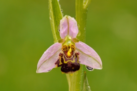 Bee orchid