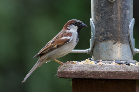 House sparrow on feeder