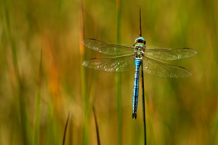 Emperor dragonfly