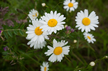 Oxeye Daisy