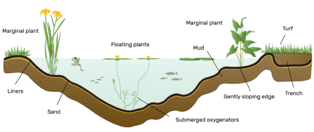 Wildlife ponds | Surrey Wildlife Trust on Wildlife Pond Design
 id=97693