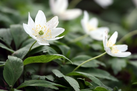Wood anemone